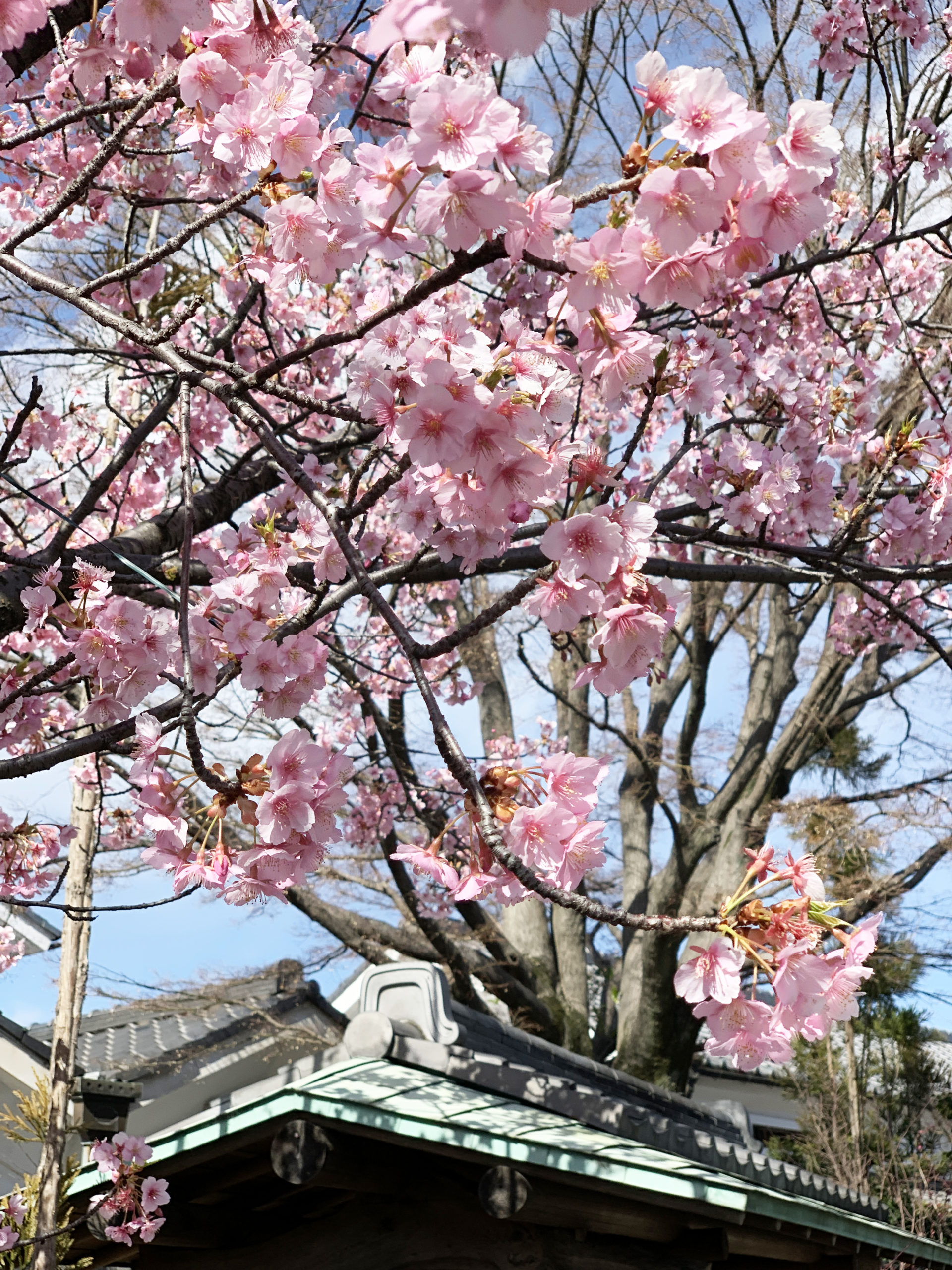 いも膳の河津桜