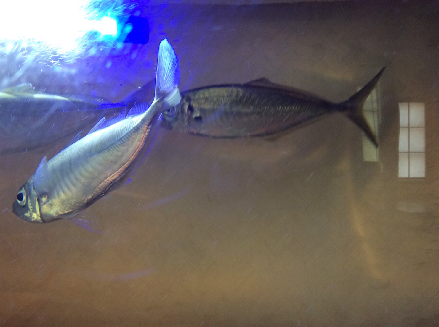 A kawahagi fish and a horse mackerel are swimming lively in the water tank