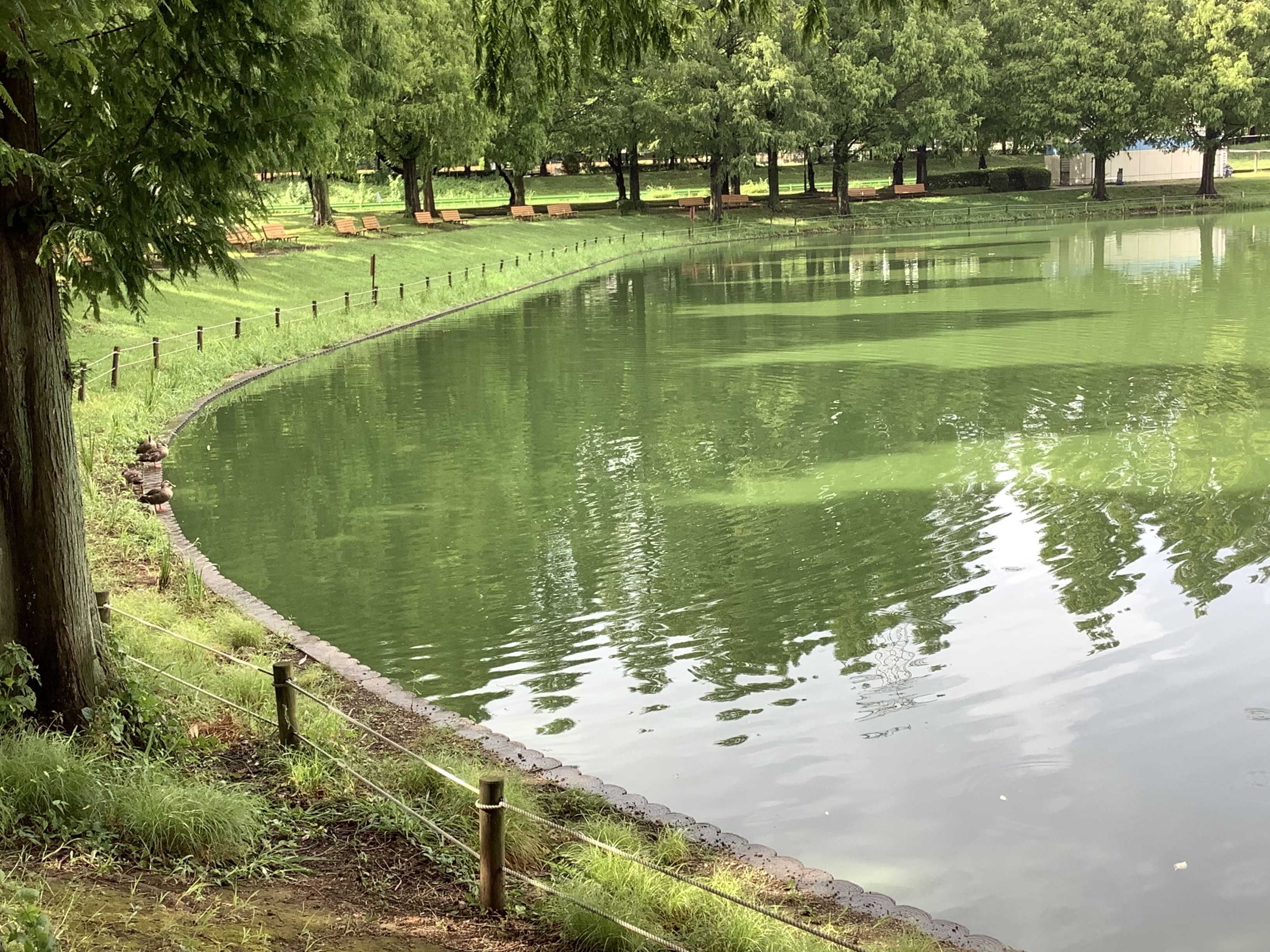 夏の川越水上公園