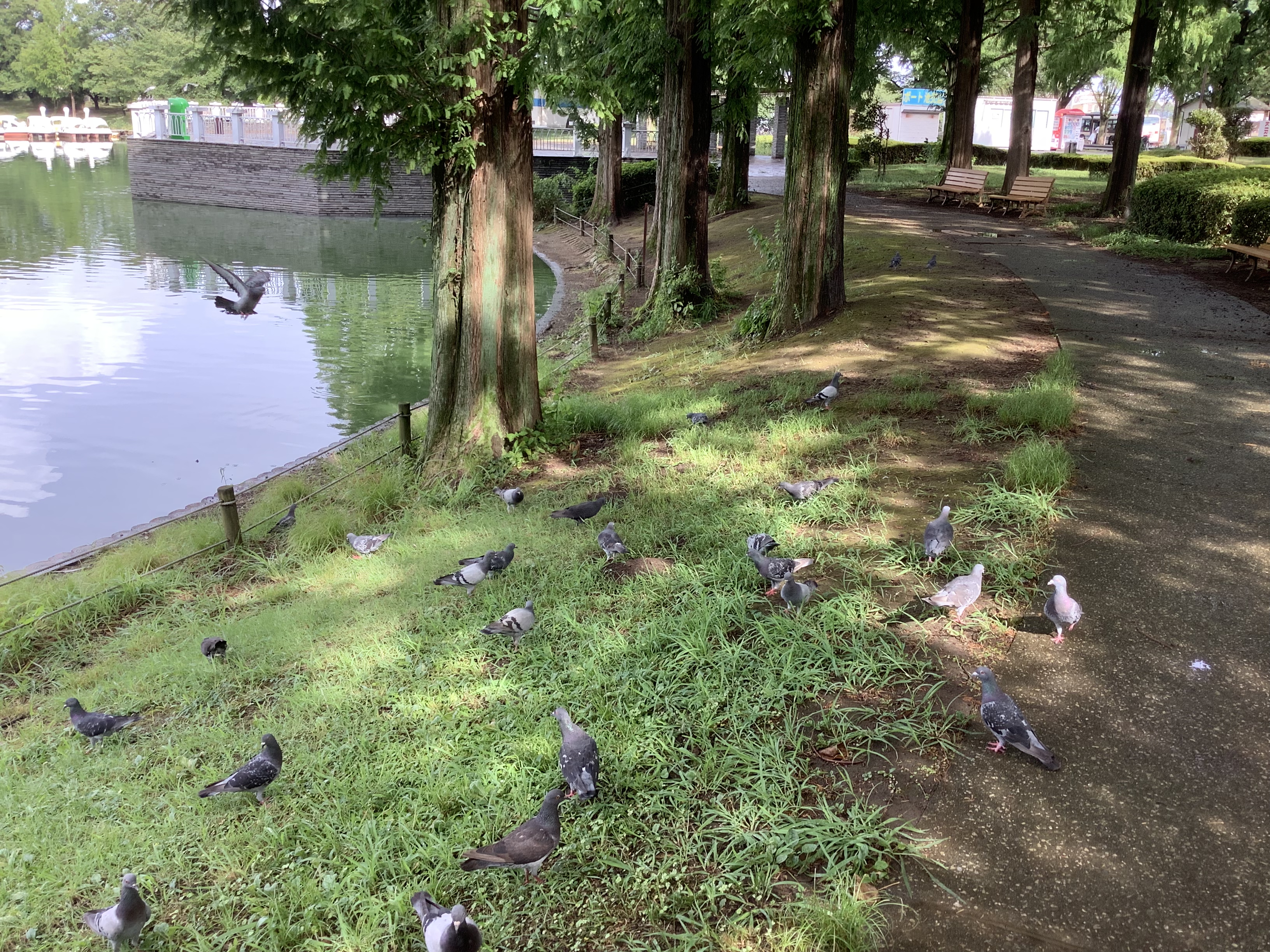 夏の川越水上公園